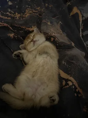 Золотая шиншилла девочка