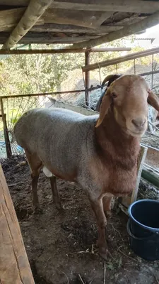 Tagal barra Arabi qazoqi