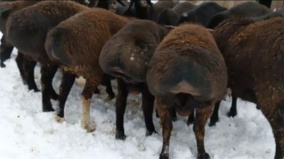 Qo'chqorlar sotiladi sifatli uyda toza yemlar bilan