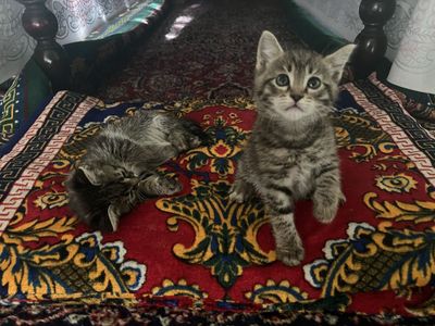 Отдам котят в хорошие руки