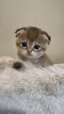 Продается вислаухая милая золотая шиншилла девочка