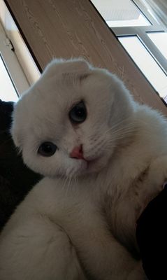 Scottish fold (toza zot)