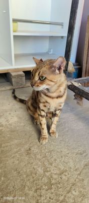 Benga l mushugi