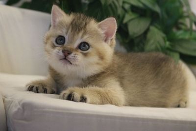 Продаются котята британские