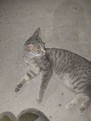 Котофей продаем не дорого
