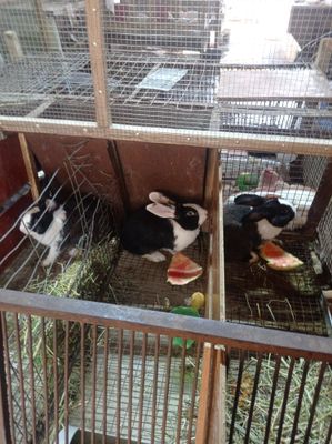 Панда гибриды ,кккккк