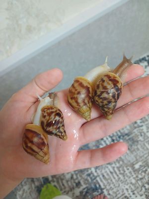 Улитка