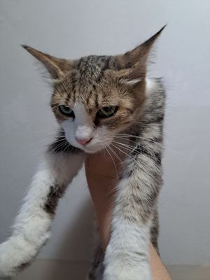 Uy mushugi yaxshi qaraydigan odamga bervoraman