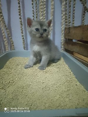 Sotiladi aqli yuvosh toza zot