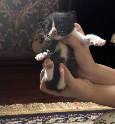 Продаются котята