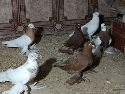 Kabutarla o'ptim sotiladi