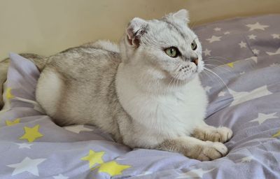 Красавец Кот на Вязку