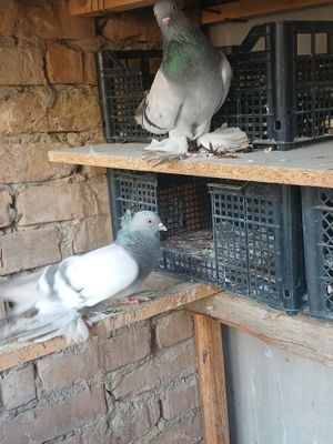 Ок удила сотиладиган оеинчи кушлани болари
