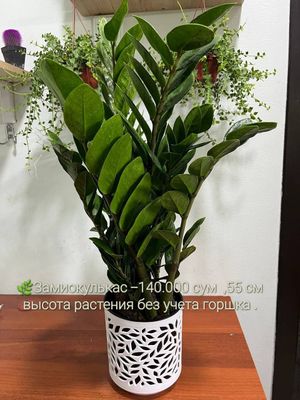 Замиокулькас, Бамбук, Сансевиерия, Полтуракария и др комн растения