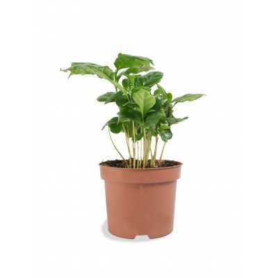 Кофе Аравийский 25 см