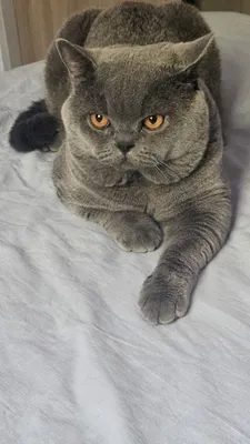 Вязка Чистокровный британский короткошерстный кот