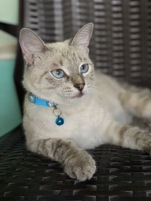 Тайская кошка Продается