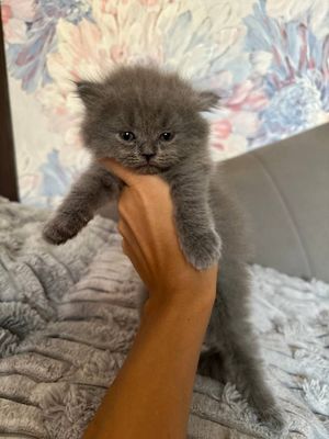 Серебристая Хайленд