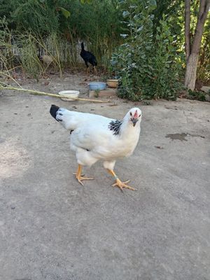 Adler tovuq va xo'roz