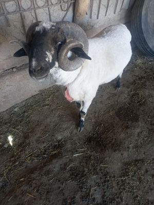 3ёшар кучкор сотилади