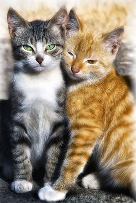 Милые котята в добрые руки