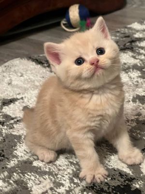 Scottish Fold угил киз зоти тоза