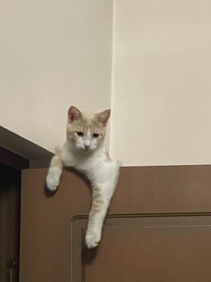 Пристраивается хулиган