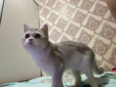 Британская Серебристая шиншилла Мими кошка-mushuk.