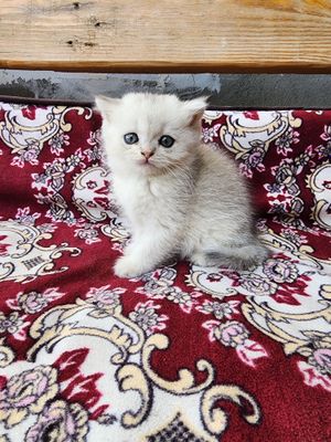 mushuchalarmiz sotiladi tozza zot