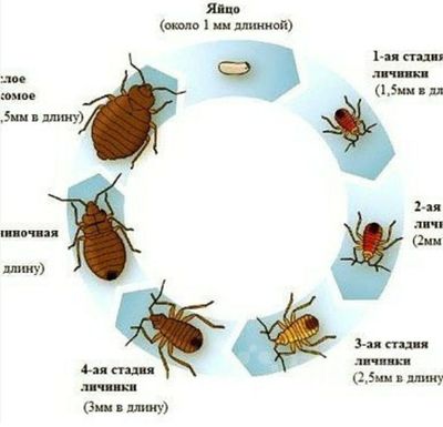 Dizinfeksiya 100 ming somdan boshlanadi