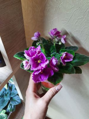 Продаю сортовую фиалку Княжна Мэри