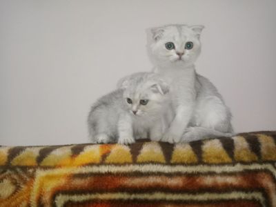Шотландская вислоухая шиншилла серебро