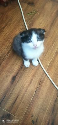 Scottish fold 4 oylik