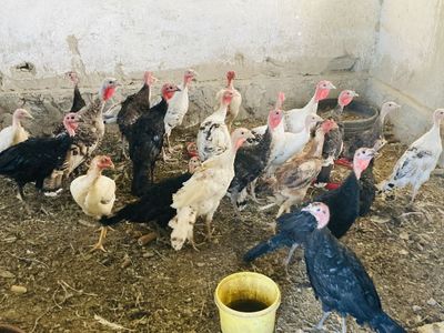 Курка сотилади индюки продаются