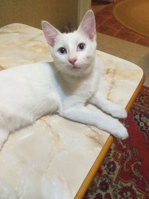 Шикарный котик домашний