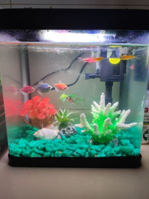 Baliq va akvarium full komplekti bilan