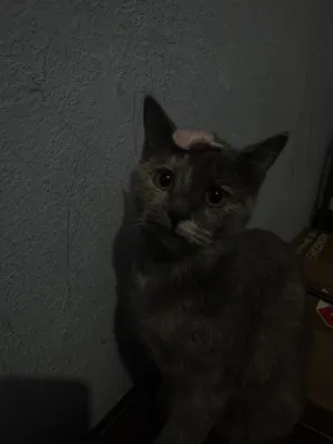 Пародистые кошки