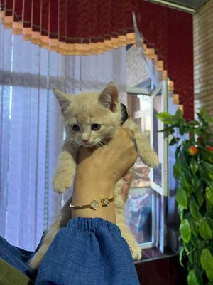 Продаются котята Шиншиллы!!