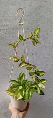 Хойя Лиза (Hoya 'Lisa'). Экзотический вариегатный сорт хойи.
