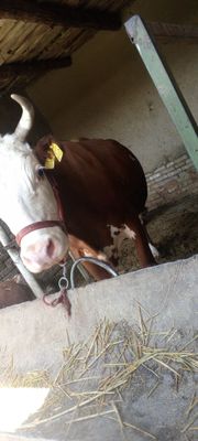 Smental ona bola sigir sotiladi
