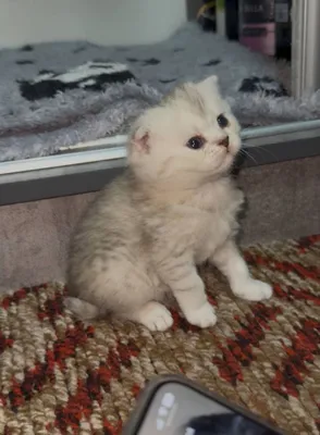 Готовятся к продаже британские котята