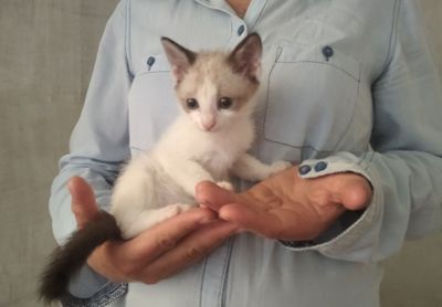 Котята,только ответственным людям!