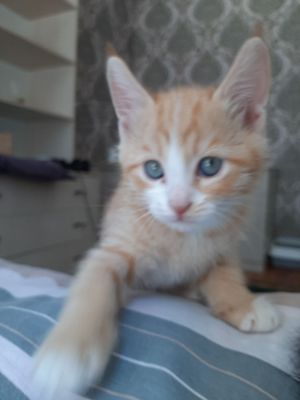 отдадим котят в добрые руки