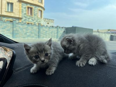 Мушукчалар сотилади срочно