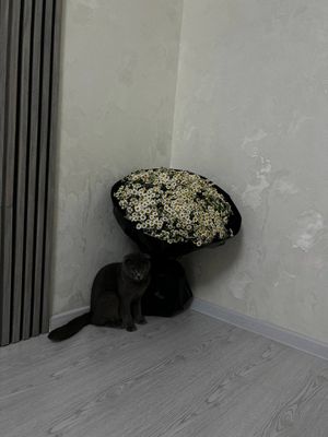 Mishg sotiladi parodasi shatlanski vislauxi