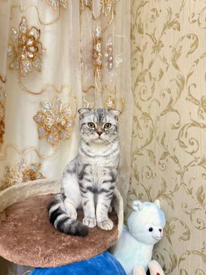 Мушук сотилади 9 ойлик