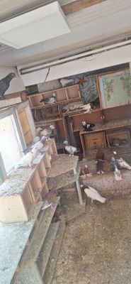Кабутарлар сотилади