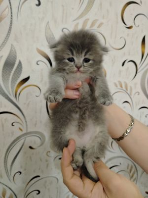 Скотиш Фолд мушукчалари