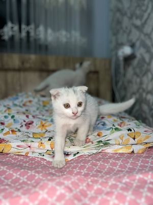 котята им 4 месяц