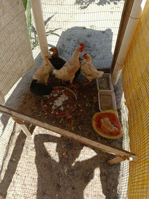 Петухи и Куры срочно